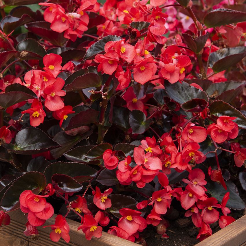 Begonia F1 'Wiking Czerwony na Czekoladzie'