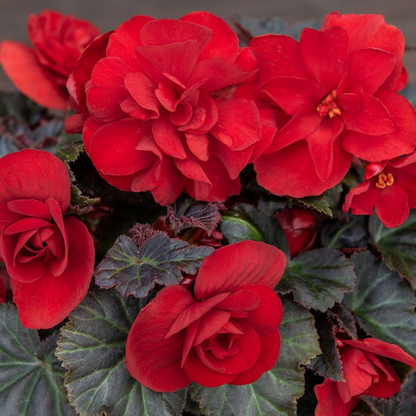 Begonia bulwiasta F1 'Nonstop Mocca Deep Red'