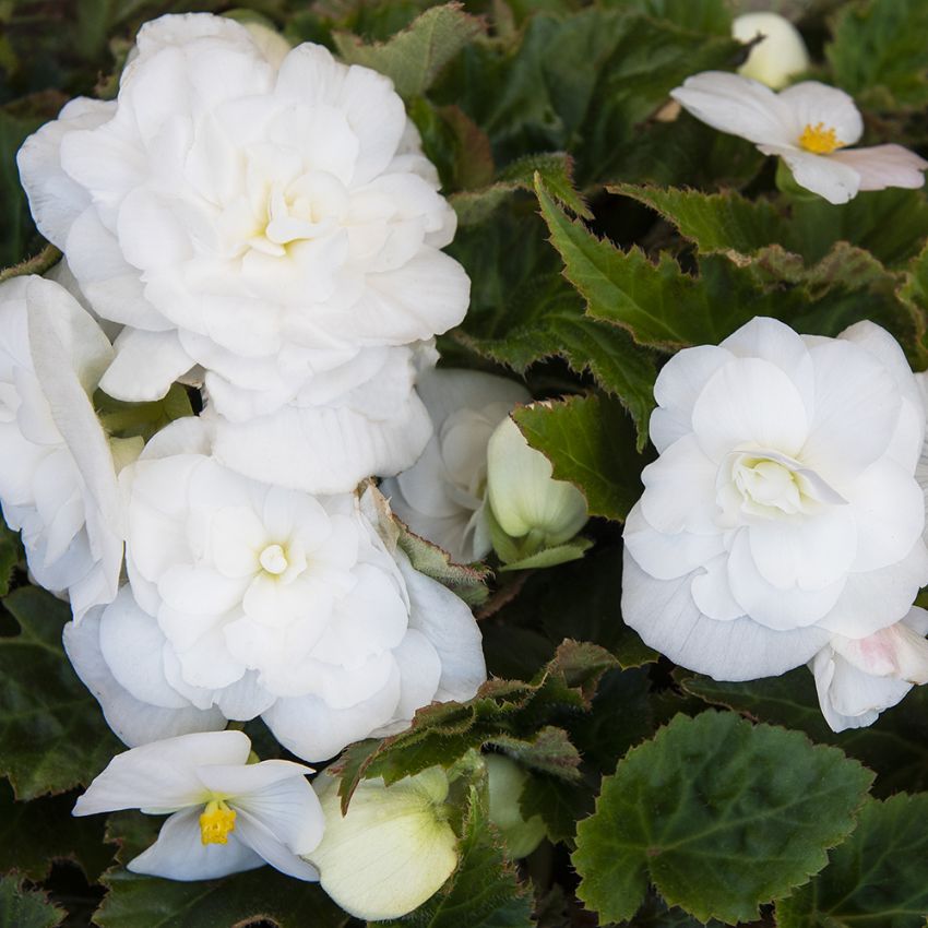 Begonia bulwiasta F1 'Fortune White'