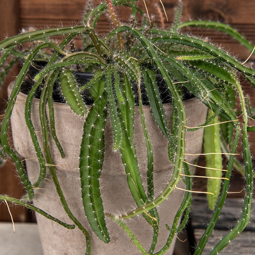 Czerwona pitaja - Smoczy owoc 