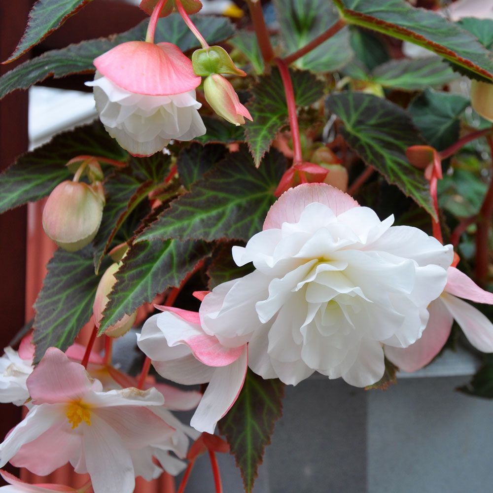 Begonia zwisająca F1 'Illumination White'