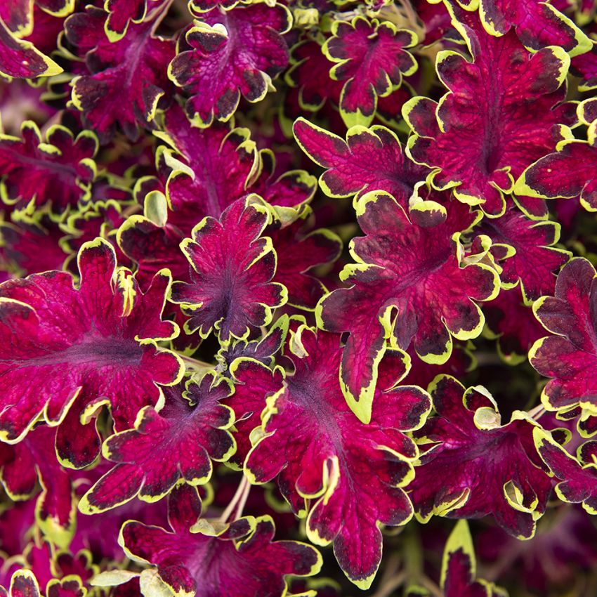 Koleus Blumego 'Colocha Rose'