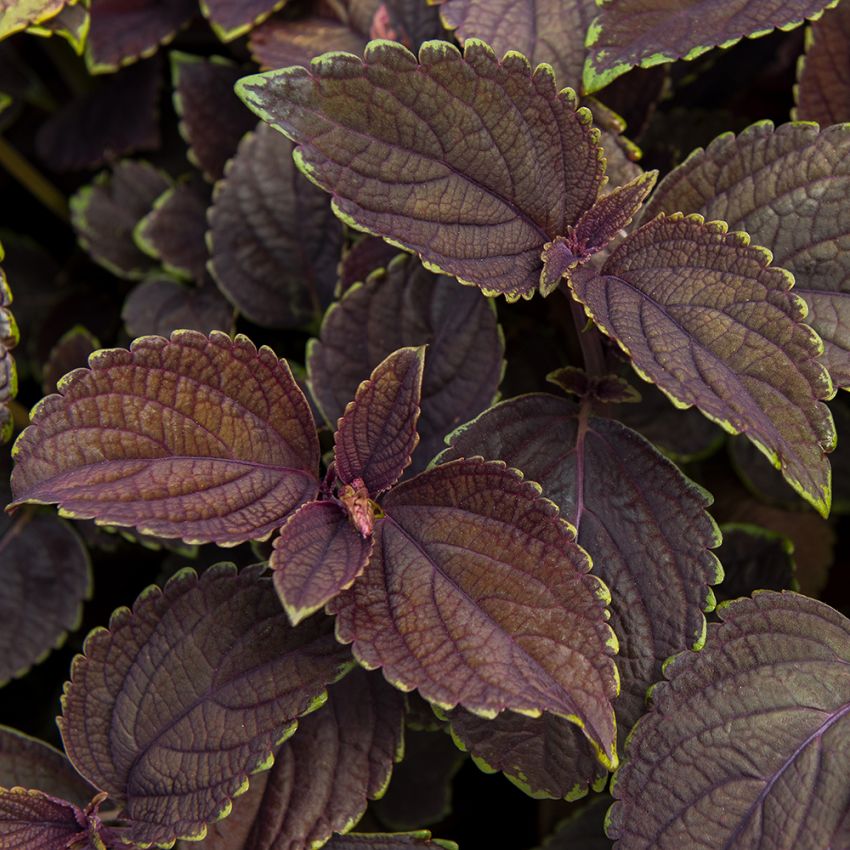 Koleus Blumego 'Giant Exhibition Palisandra'