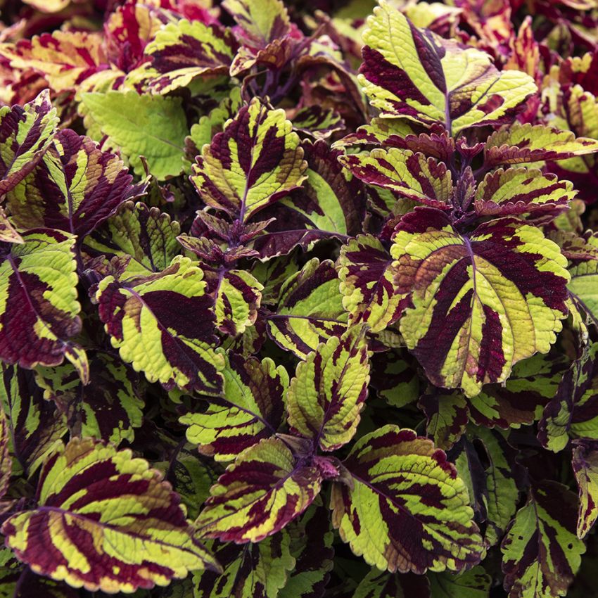 Koleus Blumego 'Fairway Mosaic'