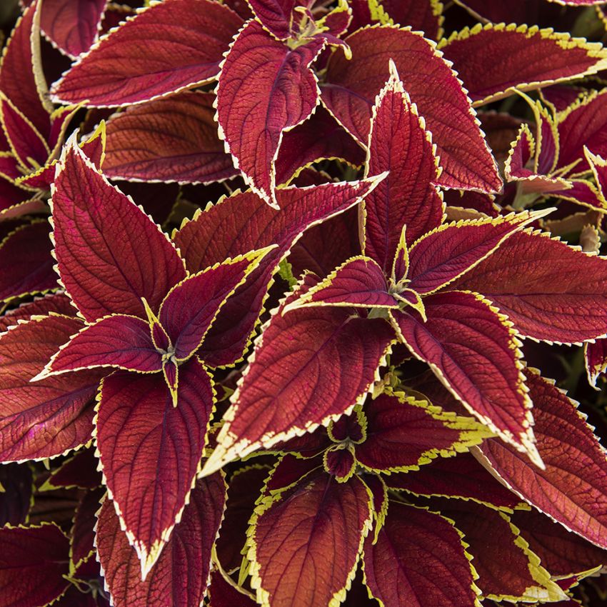 Koleus Blumego 'Premium Sun Ruby Heart'