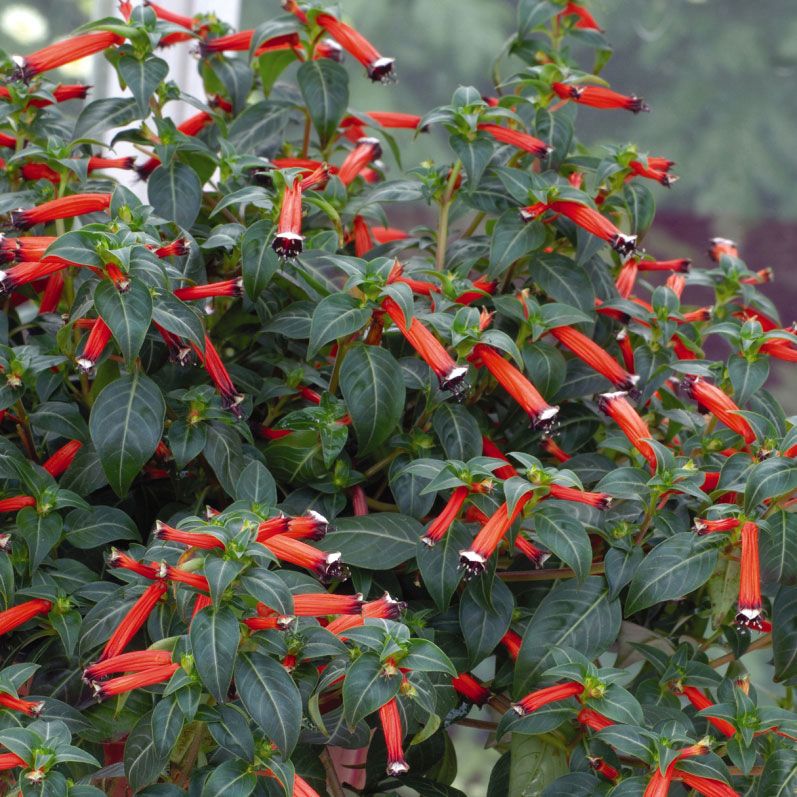 Kufea ognista 'Dynamite'