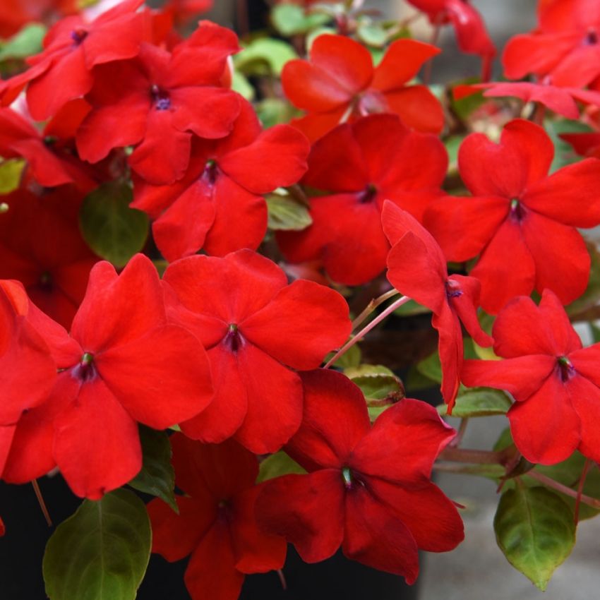 Niecierpek Walleriana F1 'Super Elfin XP Red'