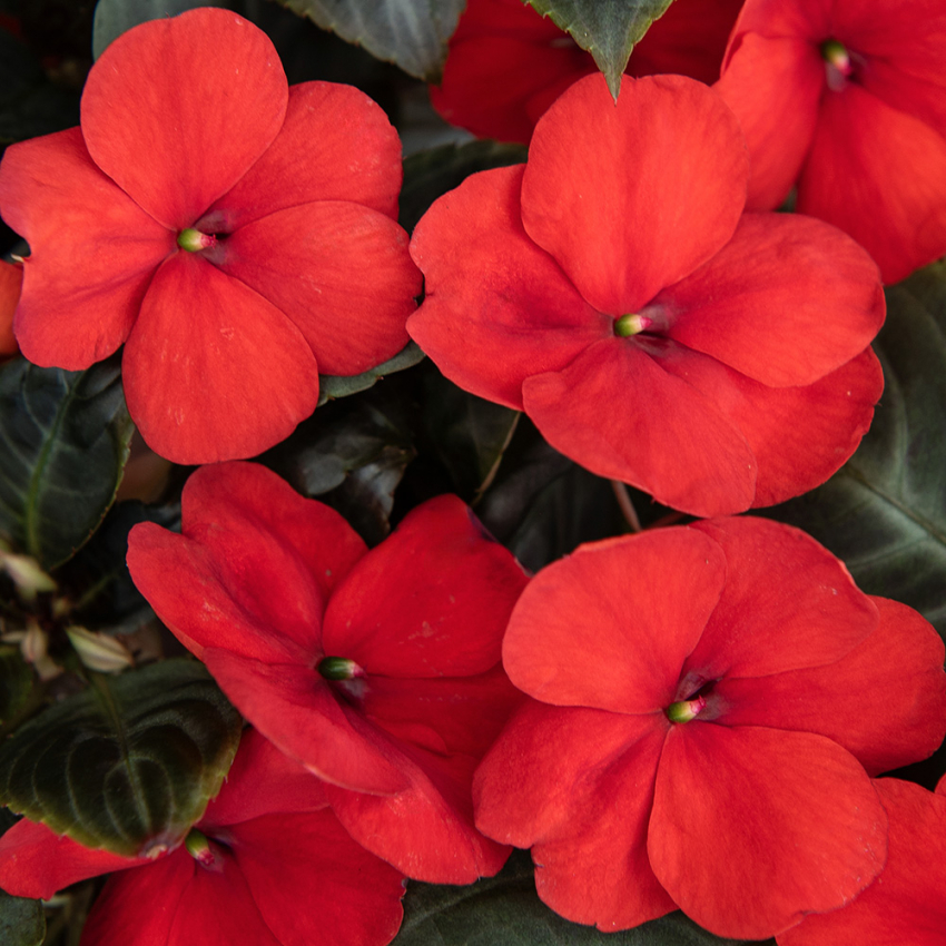 Niecierpek Walleriana F1 'Lollipop Cherry'