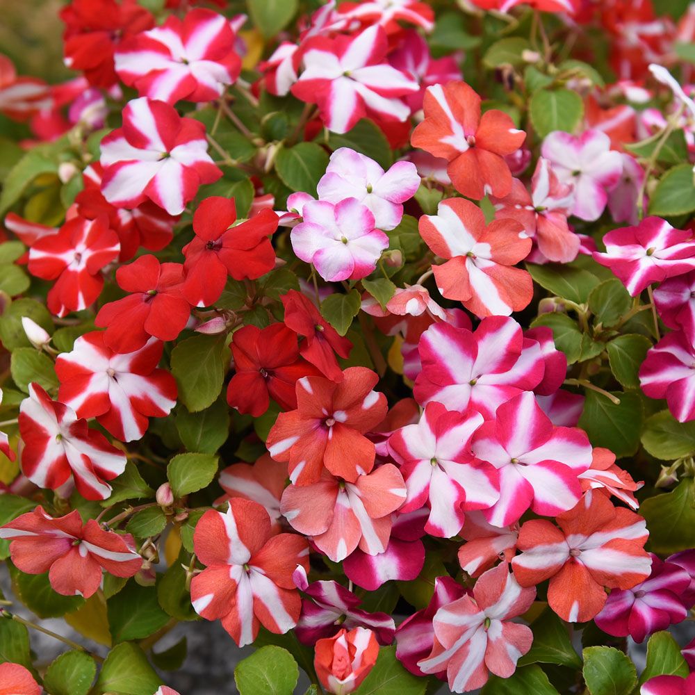 Niecierpek Walleriana F1 'Star Balance'