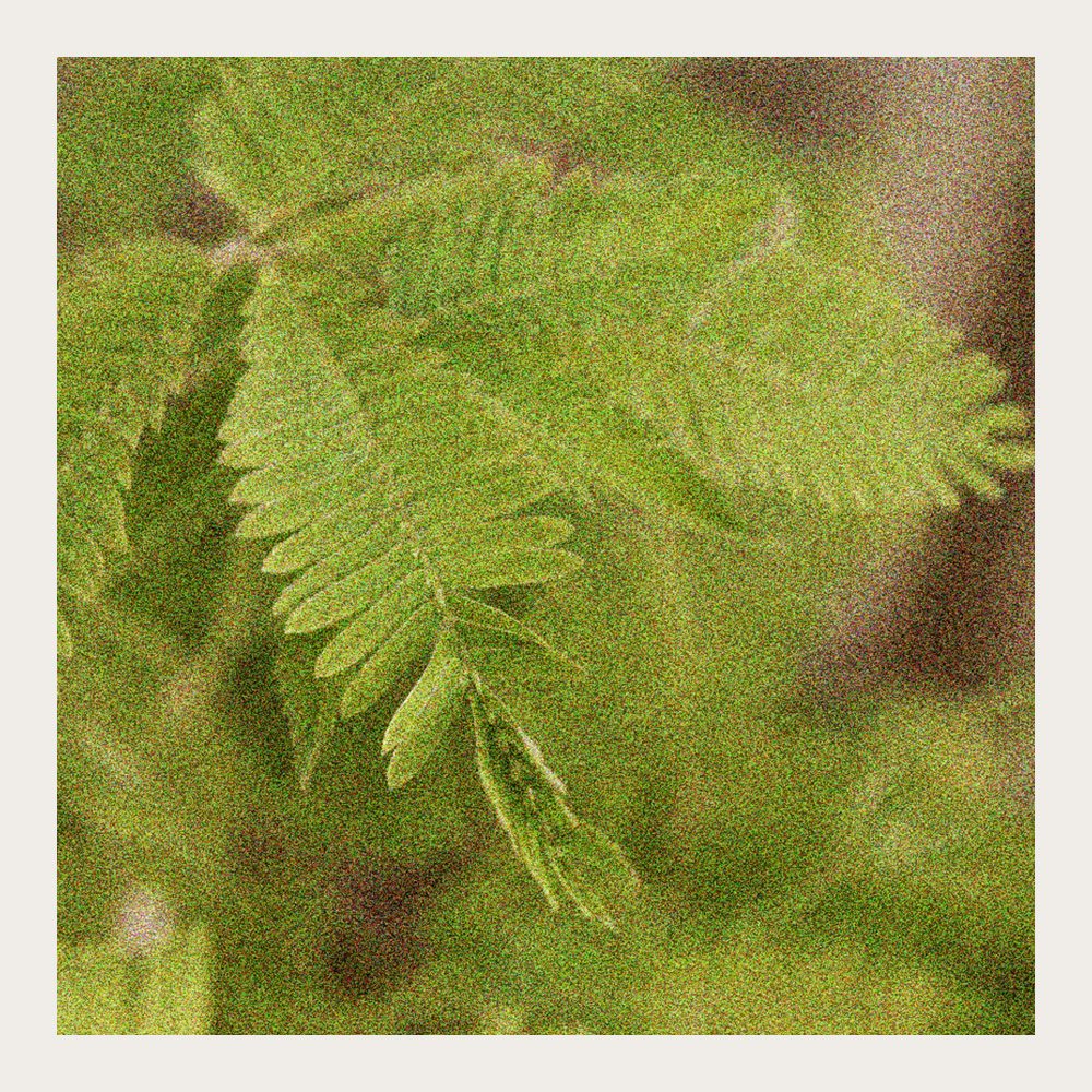 Mimoza wstydliwa 'Touchy Tina'