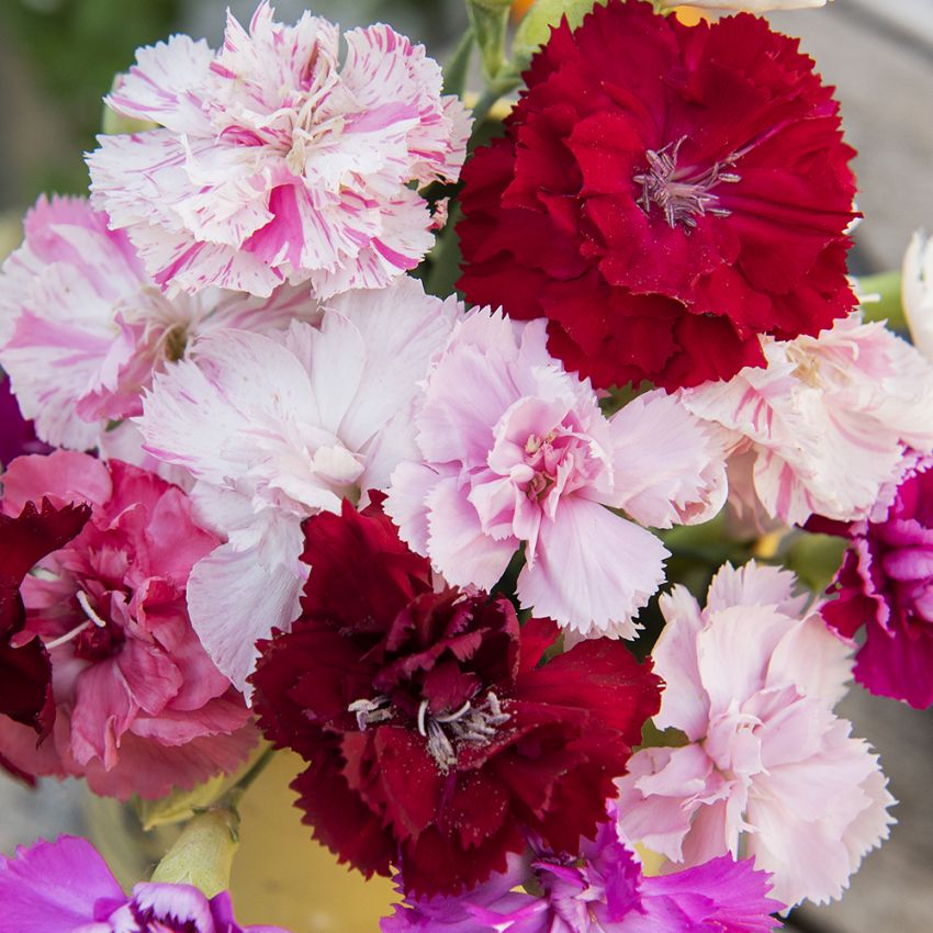 Goździk ogrodowy 'Enfant de Nice'