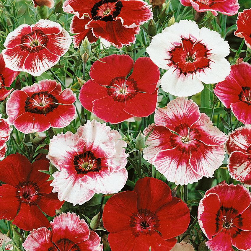 Goździk chiński 'Baby Doll'