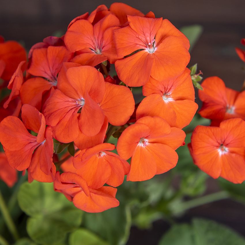 Pelargonia F1 'Lucie'