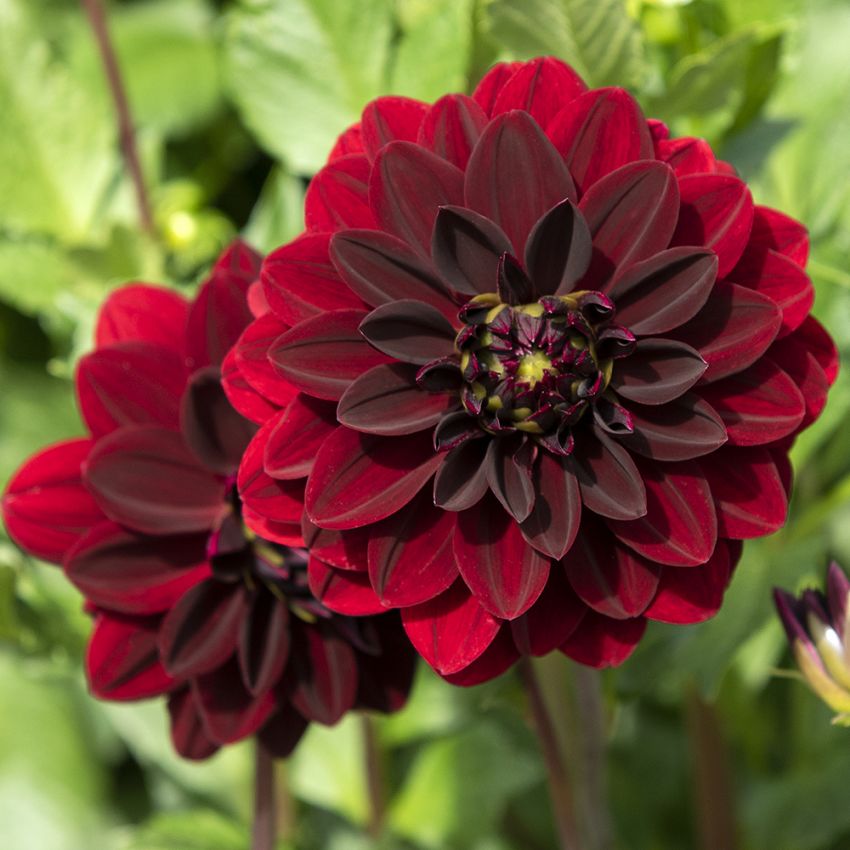 Dekoracyjna dahlia 'Arabian Night' 1 sztuka