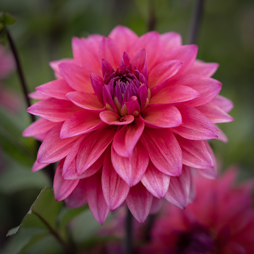 Dekoracyjna dahlia 'Feline Yvonne' 1 szt.