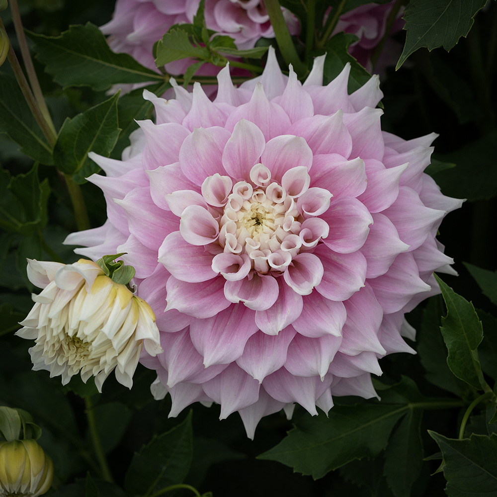 Dahlia obiadowa 'Gitts Perfection' 1 szt.