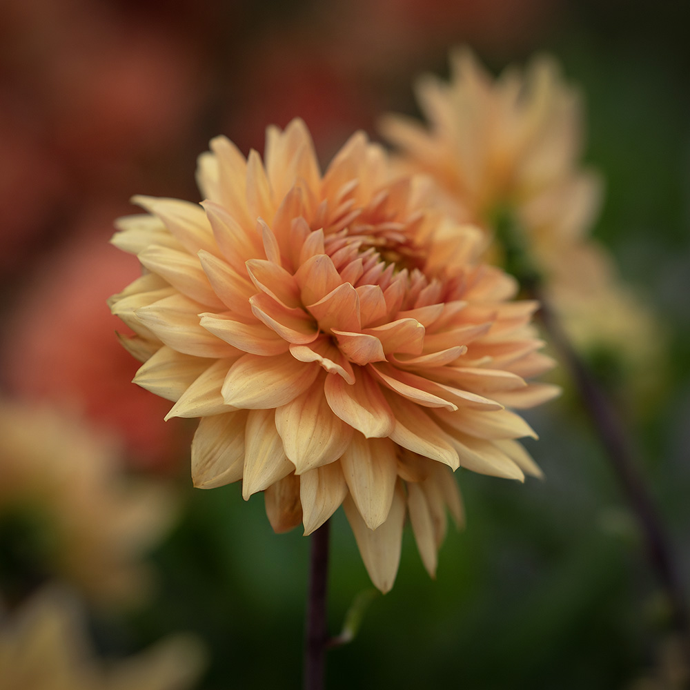 Dahlia dekoracyjna 'Glorie van Noordwijk' 1 szt.
