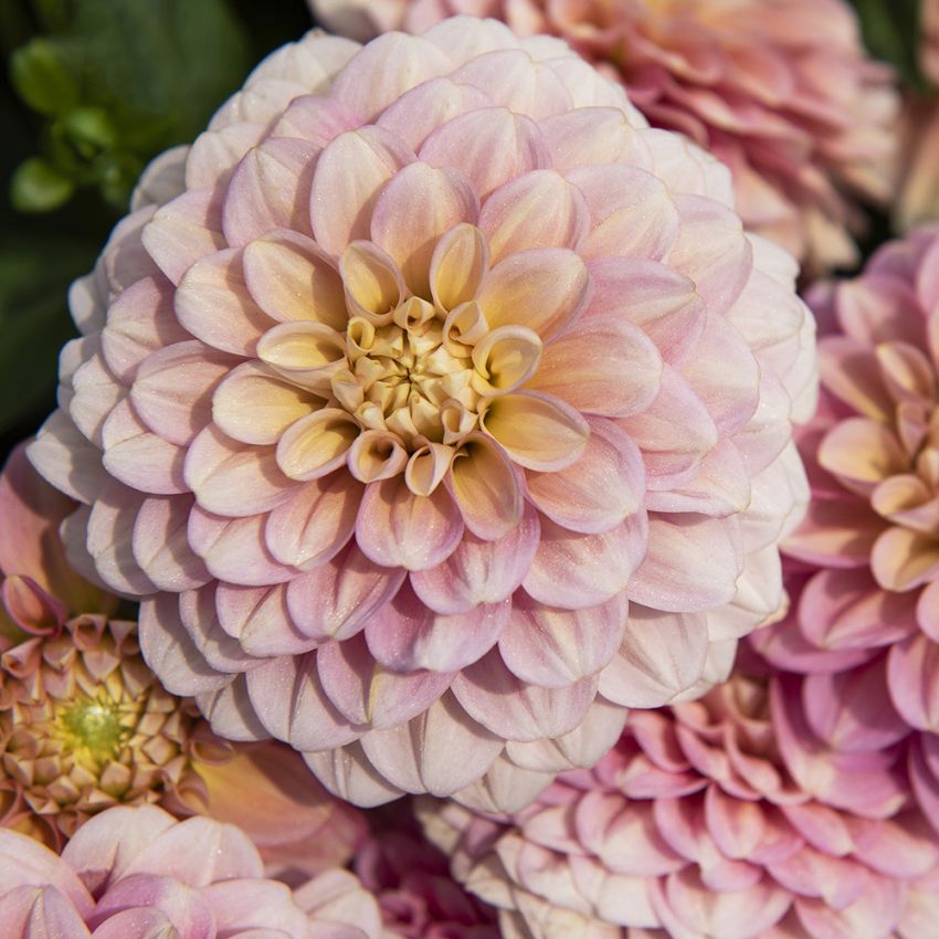 Dekoracyjna dahlia 'Milena Fleur' 1 szt.