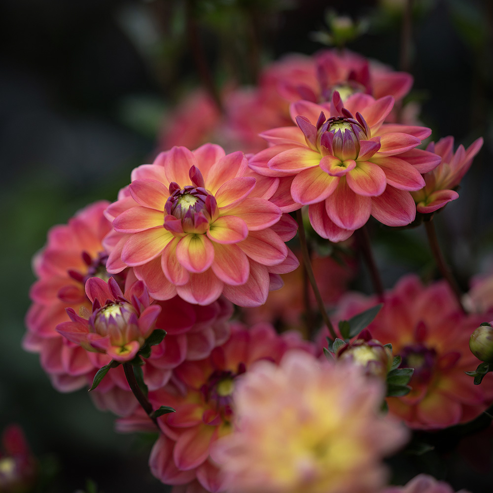 Nymfaea dahlia 'Pacific View' 1 szt.