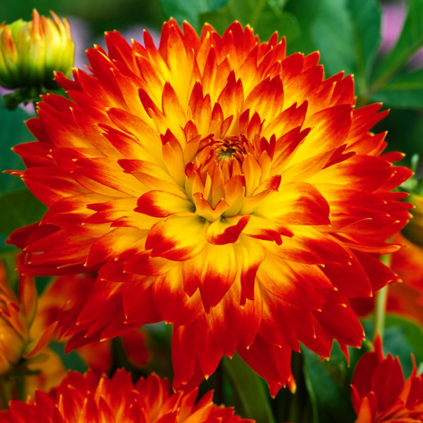 Dekoracyjna dahlia 'Procyon' 1 szt.