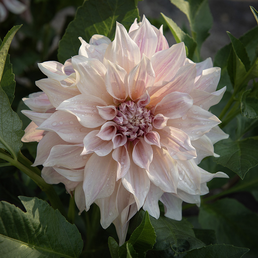 Dalia obiadowa 'Café au Lait' 1 szt.