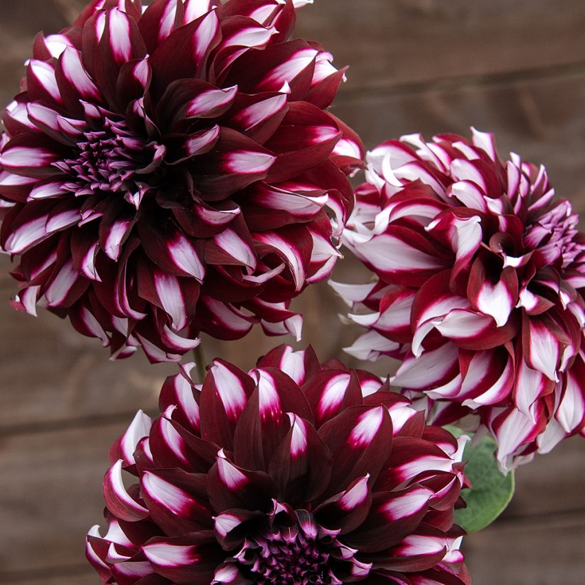 Dahlia talerzowa 'Tartan' 1 szt.