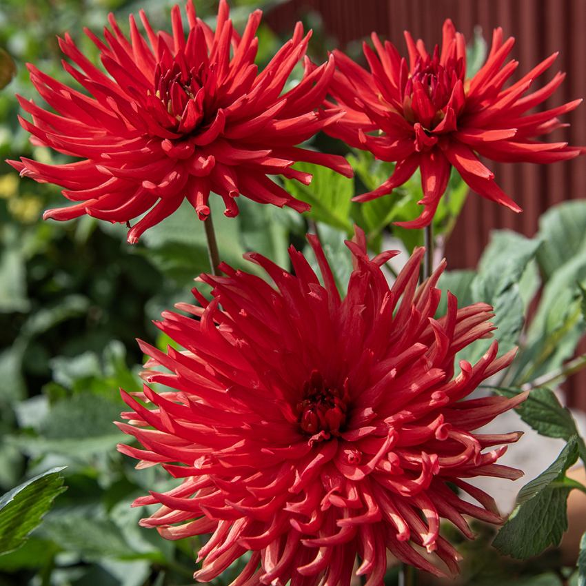 Kaktus dahlia 'Bergers Record' 1 szt.