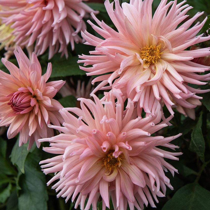 Kaktusowa dahlia 'Preference' 1 szt.