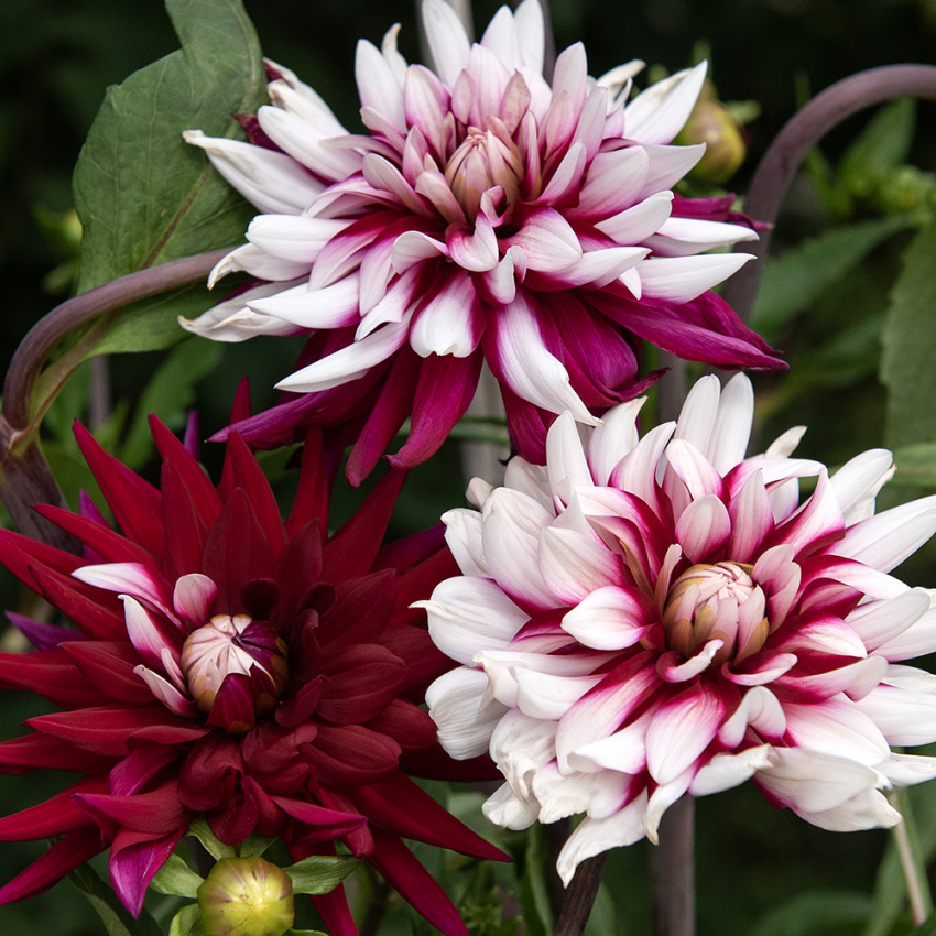 Kaktusidahlia 'Świat Rebeki' 1 szt.