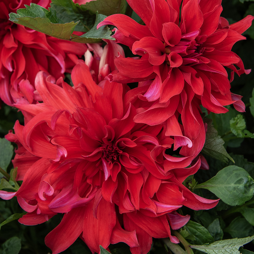 Dahlia talerzowa 'Czerwony Labirynt' 1 szt.