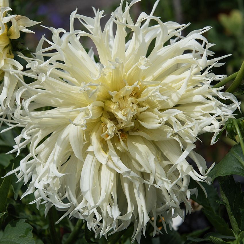 Fransdahlia 'Tsuki Yori No Shisha' 1 szt.