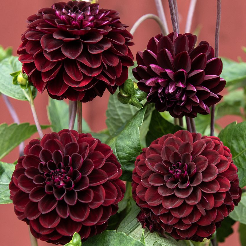 Pompondahlia 'Natal' 1 szt.