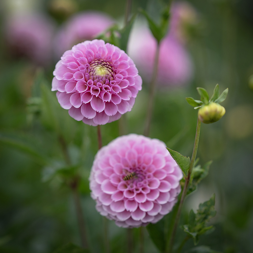 Pompondahlia 'Stolze von Berlin' 1 szt.