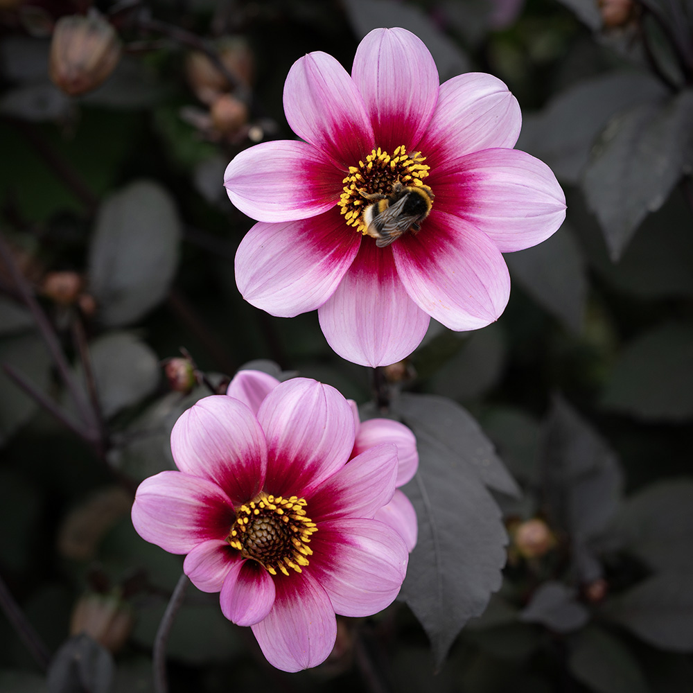 Prosta Dalia Ogrodowa 'Whishes 'n Dreams' 1 szt.