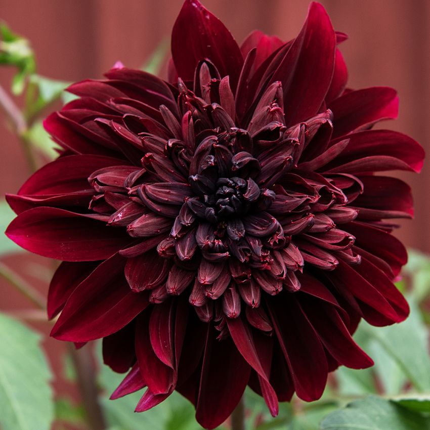 Anemondahlia 'Soulman' 1 szt.