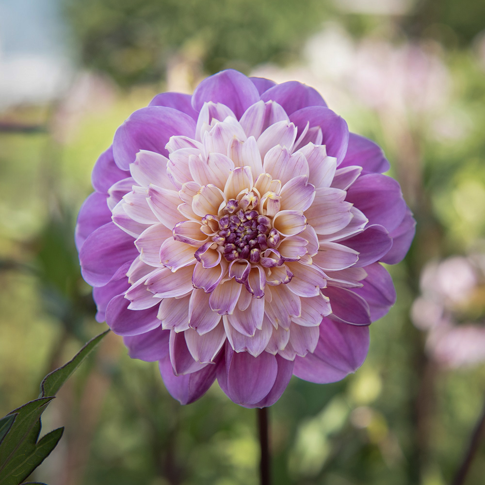 Anemondahlia 'Take Off' 1 szt.