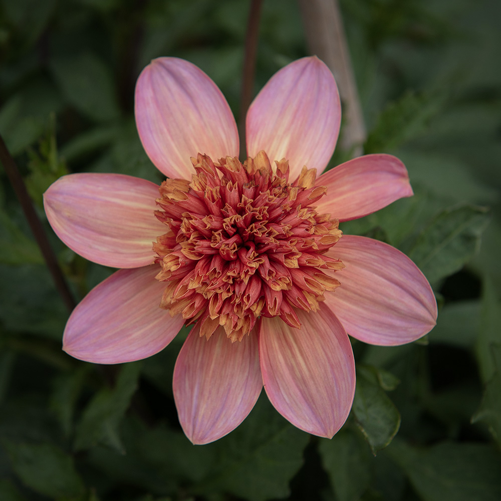 Anemondahlia 'Totally Tangerine' 1 szt.