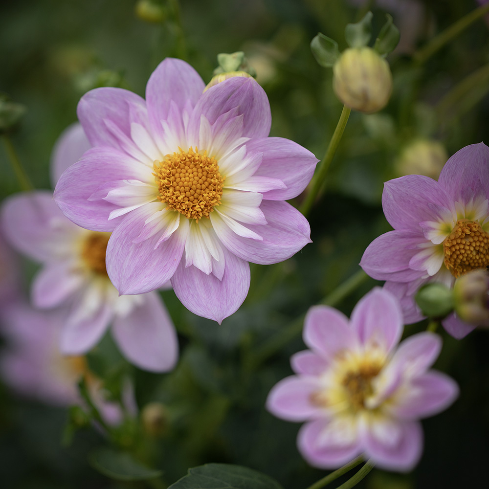 Dahlia halskrągowa 'Teesbrooke Audrey' 1 szt.