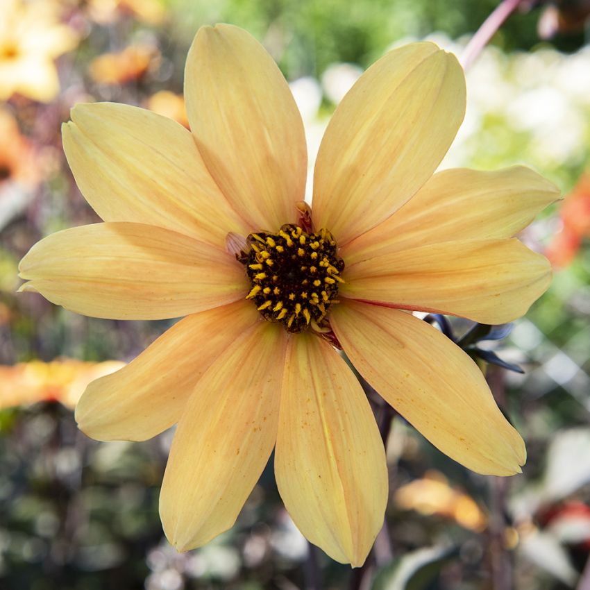 Piońdahlia 'Bishop of York' 1 szt.