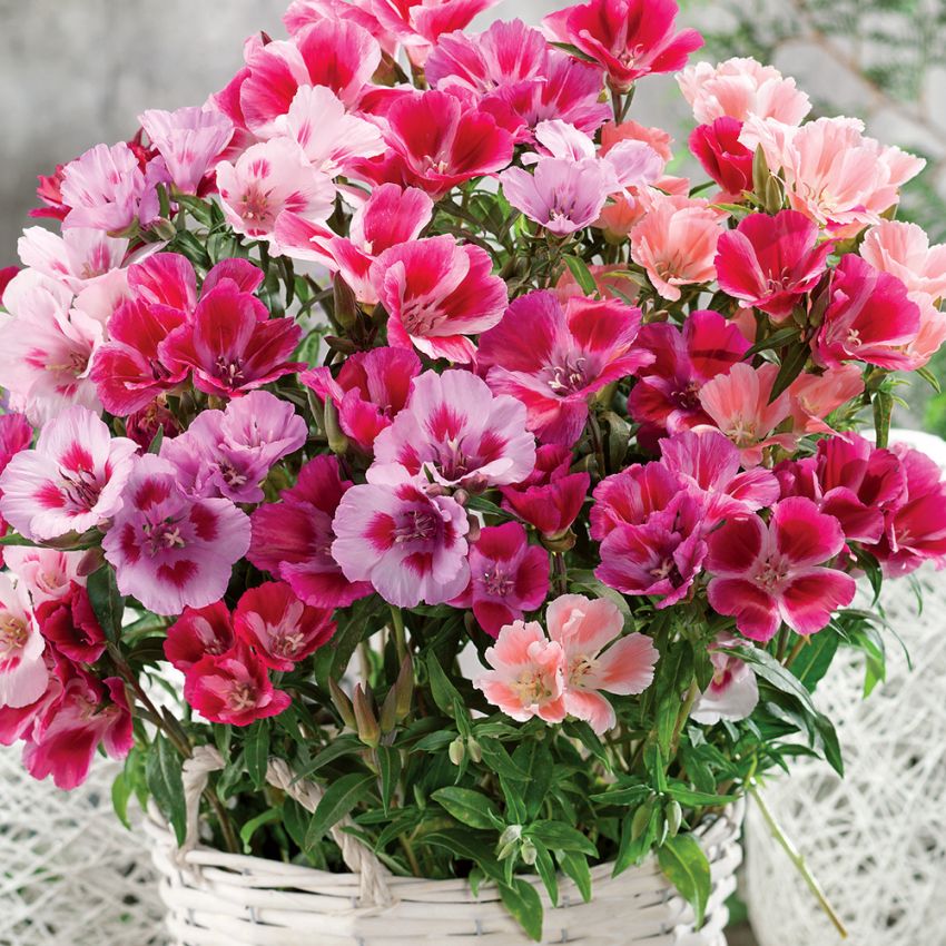 Atłasowiec F1 'Dwarf Satin'