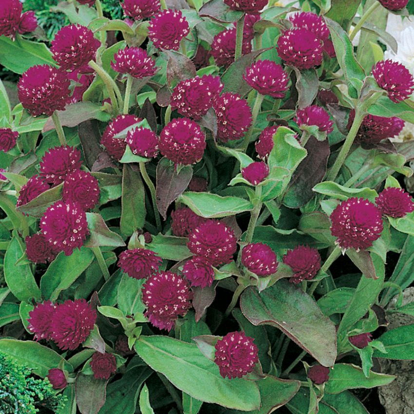 Gomfrena kulista 'Buddy'