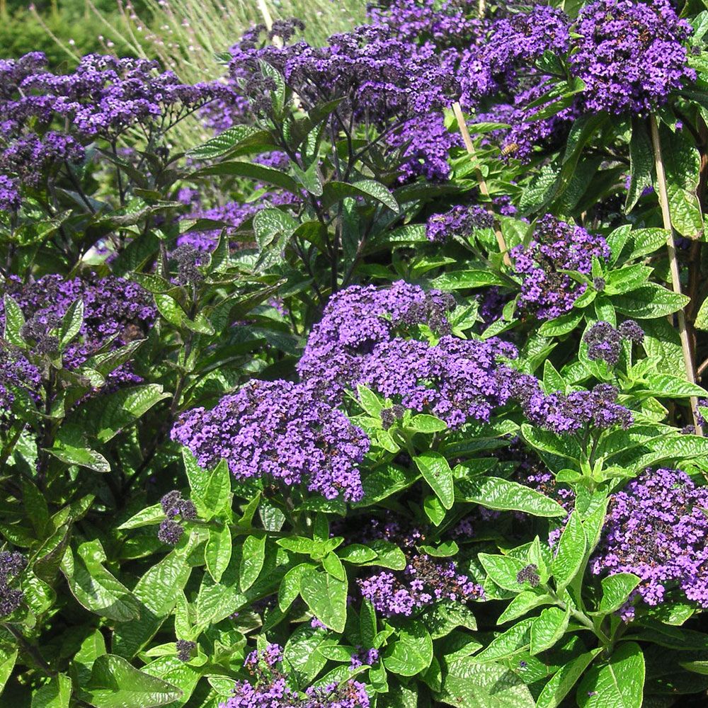 Heliotrop peruwiański 'Marine'