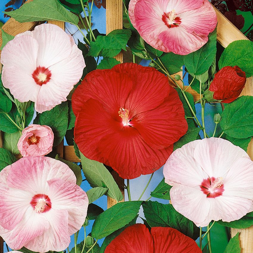 Hibiskus bagienny F1 'Galaxy'