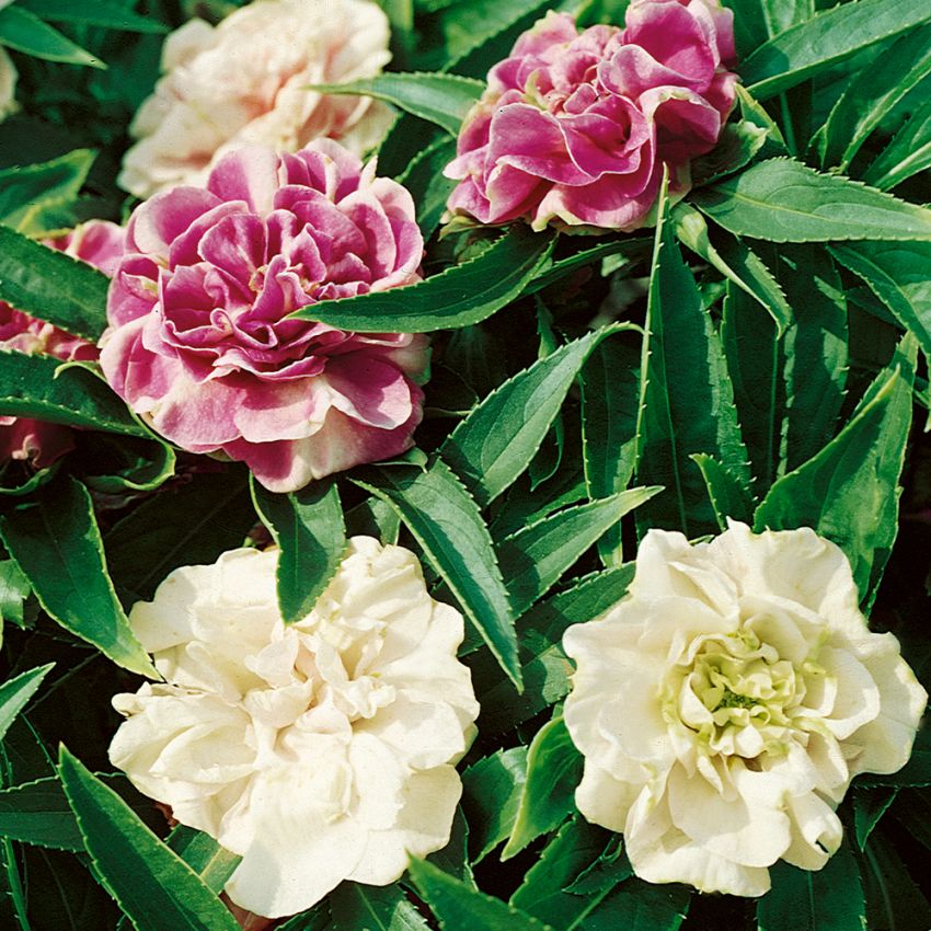 Niecierpek balsamina 'Tom Thumb'