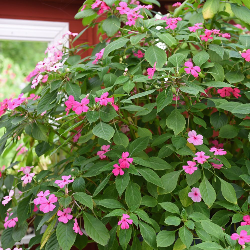 Niecierpek Waleriana 'Sultani'