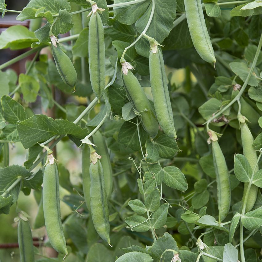 Margaret 'Czempion Anglii'