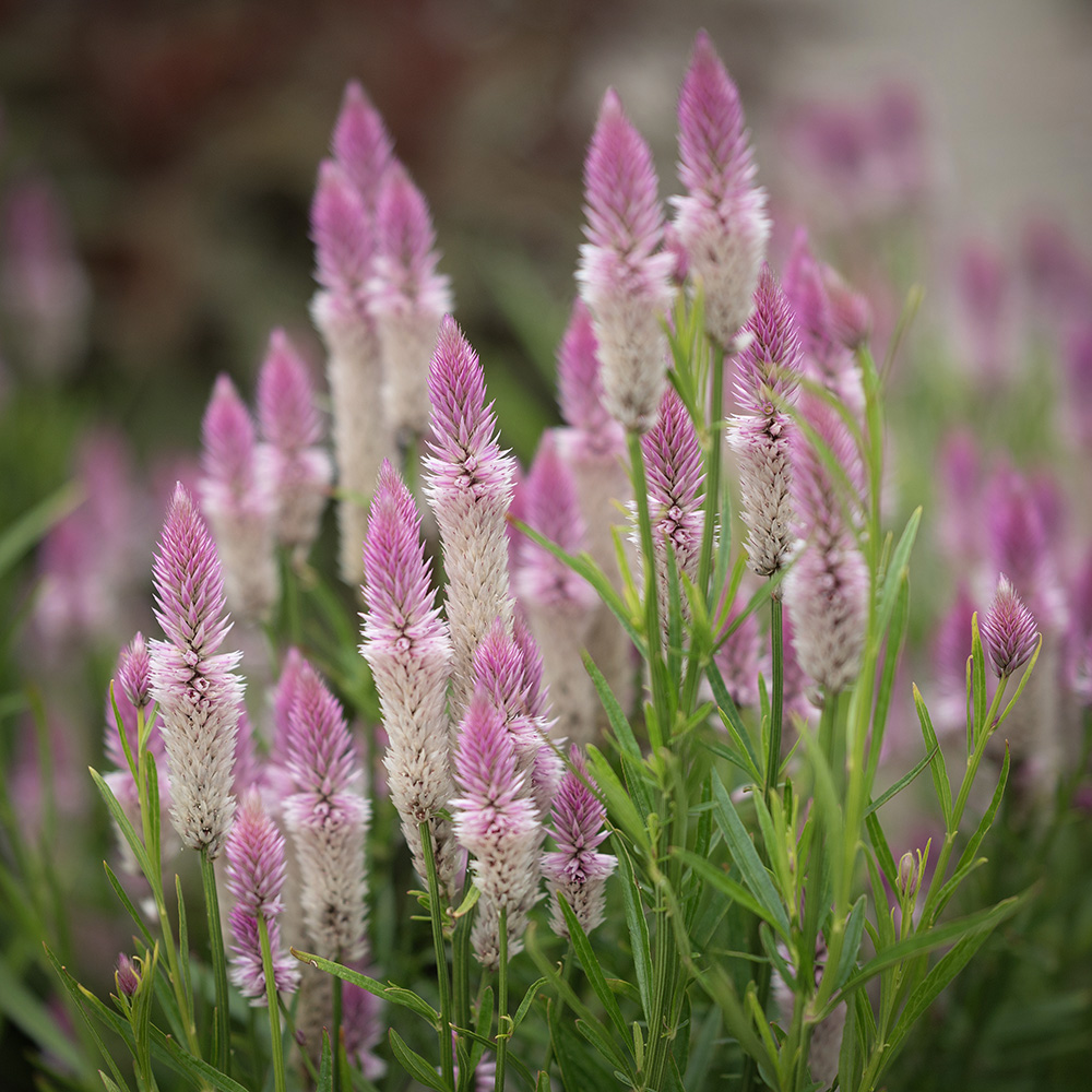 Szarłat 'Flamingo Feather'