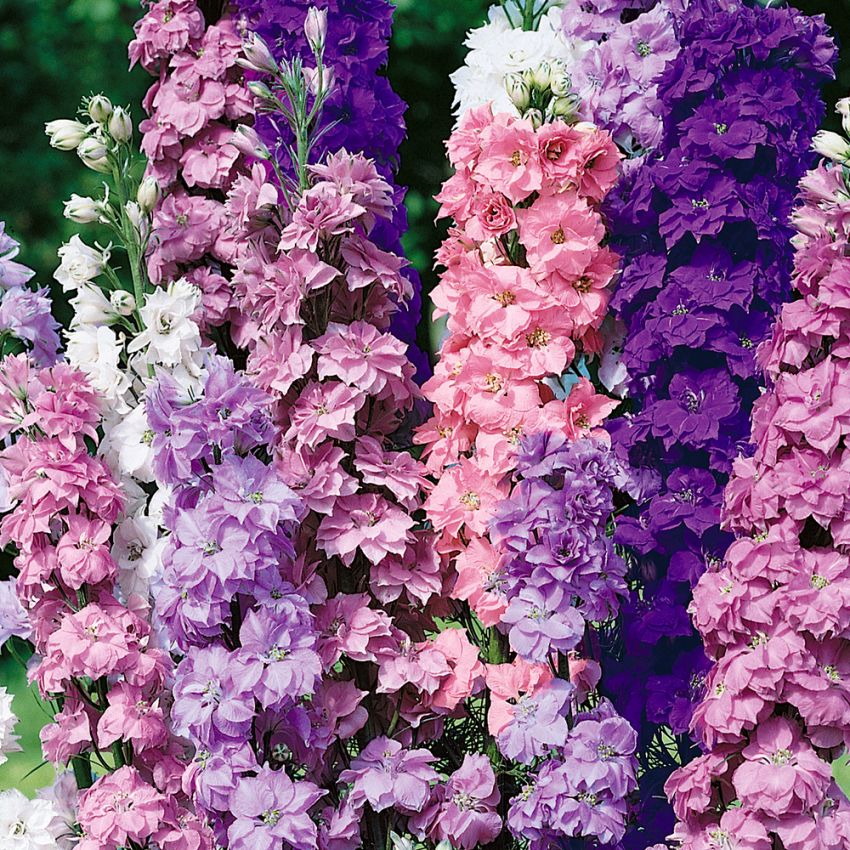 Ostróżka rzymska 'Giant Imperial'