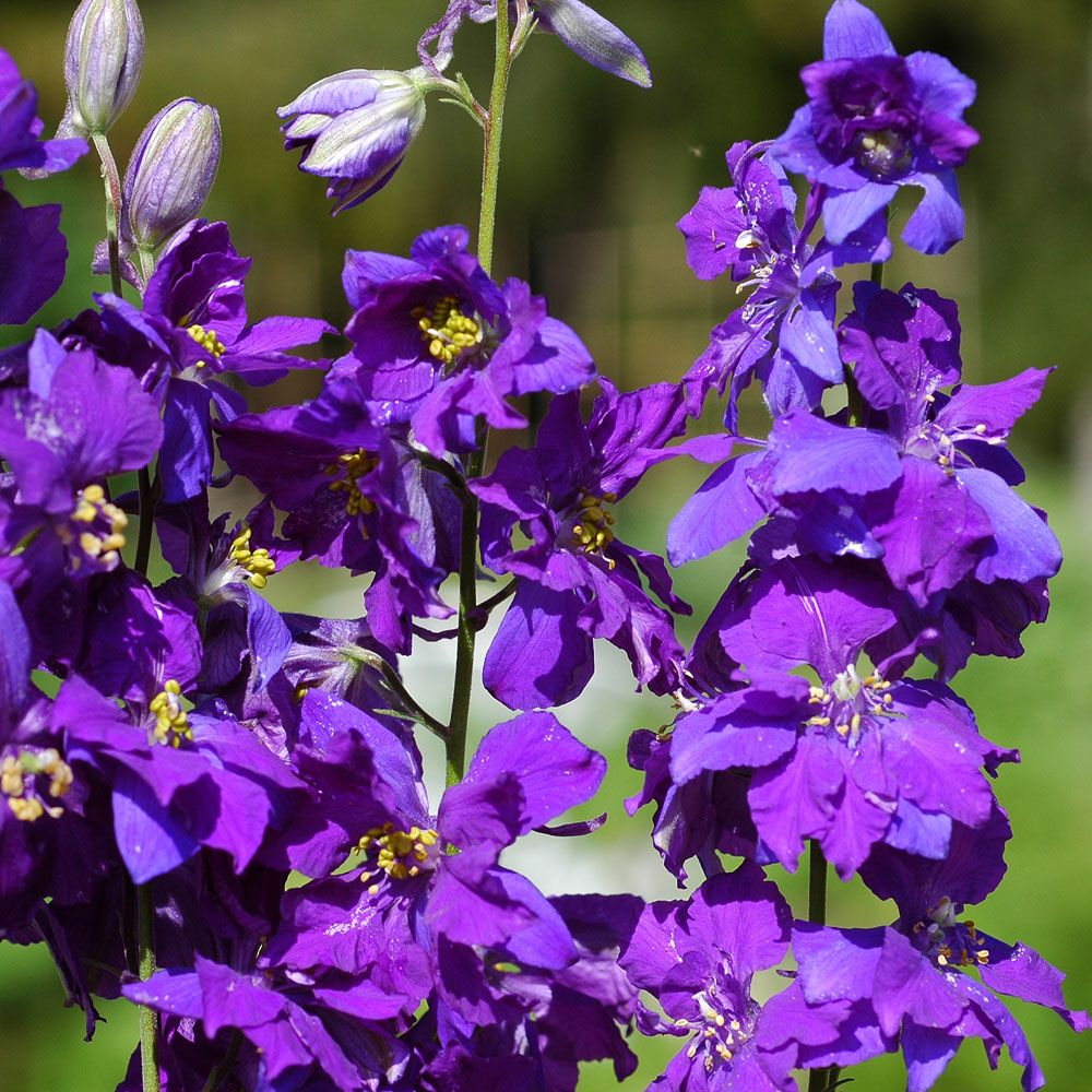 Ostróżka rzymska 'Blue Spire'