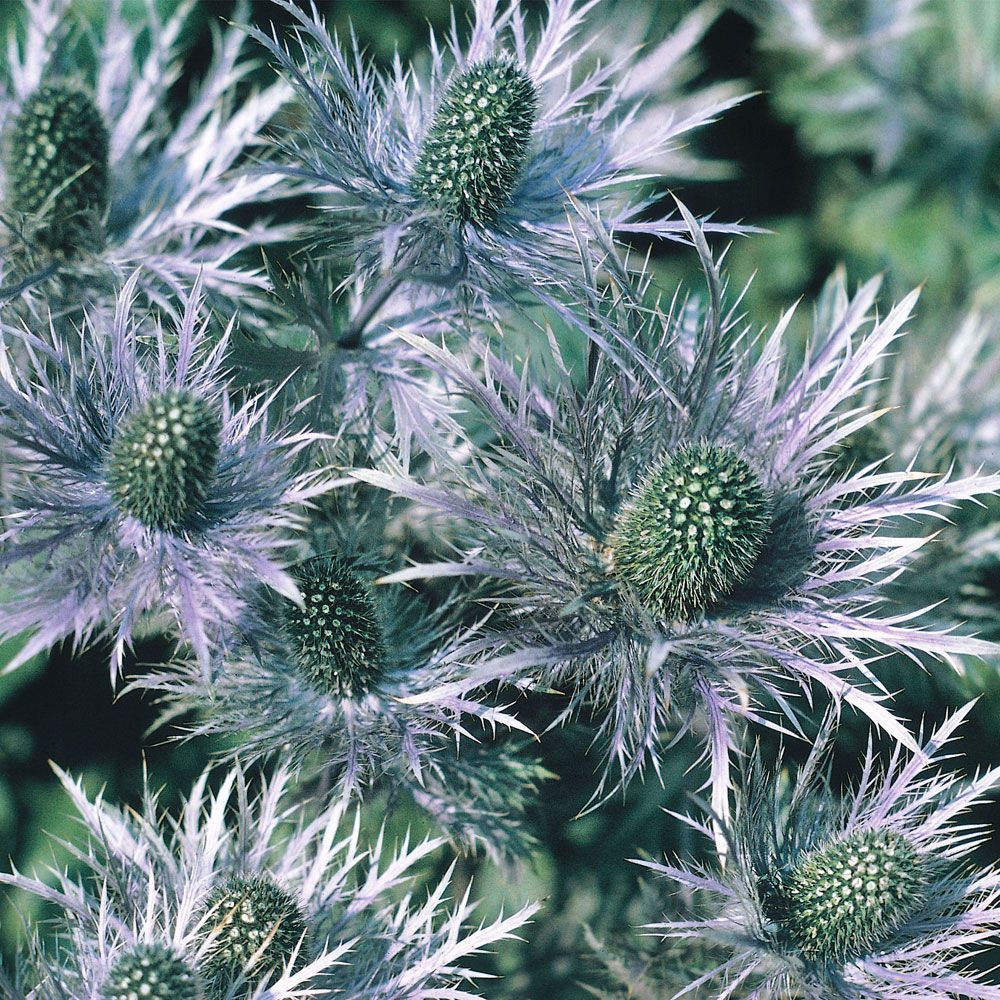 Mikołajek alpejski 'Superbum'